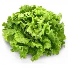 SALADE LAITUE LOCALE [BOTTE]
